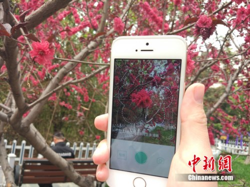 人工智能還能這么玩！識花神器讓你三秒告別“花癡”