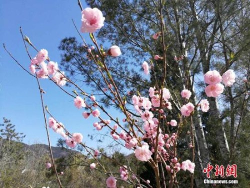 人工智能還能這么玩！識花神器讓你三秒告別“花癡”